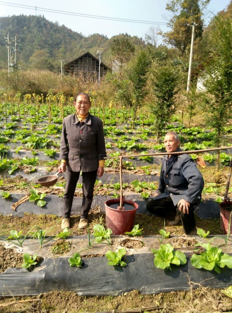 早熟6号白菜1~2斤毛菜