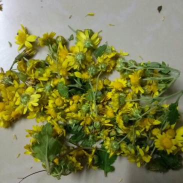 野菊花袋装