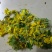 野菊花袋装