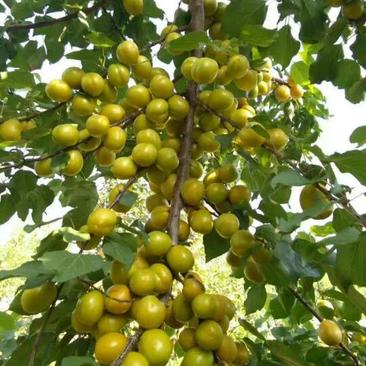 珍珠油杏树苗1.5米以上，杏砧木，2年苗，3年苗