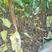 珍珠油杏树苗1.5米以上，杏砧木，2年苗，3年苗