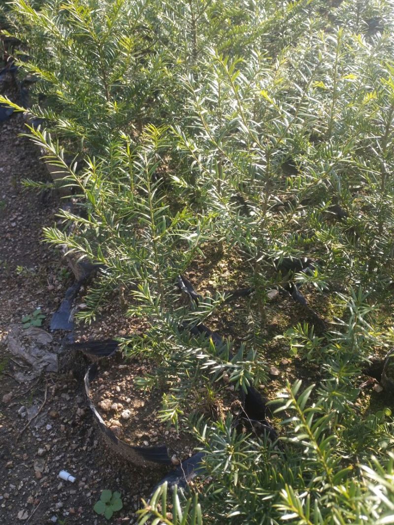 红豆杉2cm以下，1米到4米，农户直销