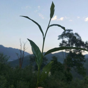 普洱茶一级