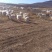 白山羊80~110斤/头，，，，，，，，，