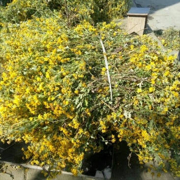 野菊花散装