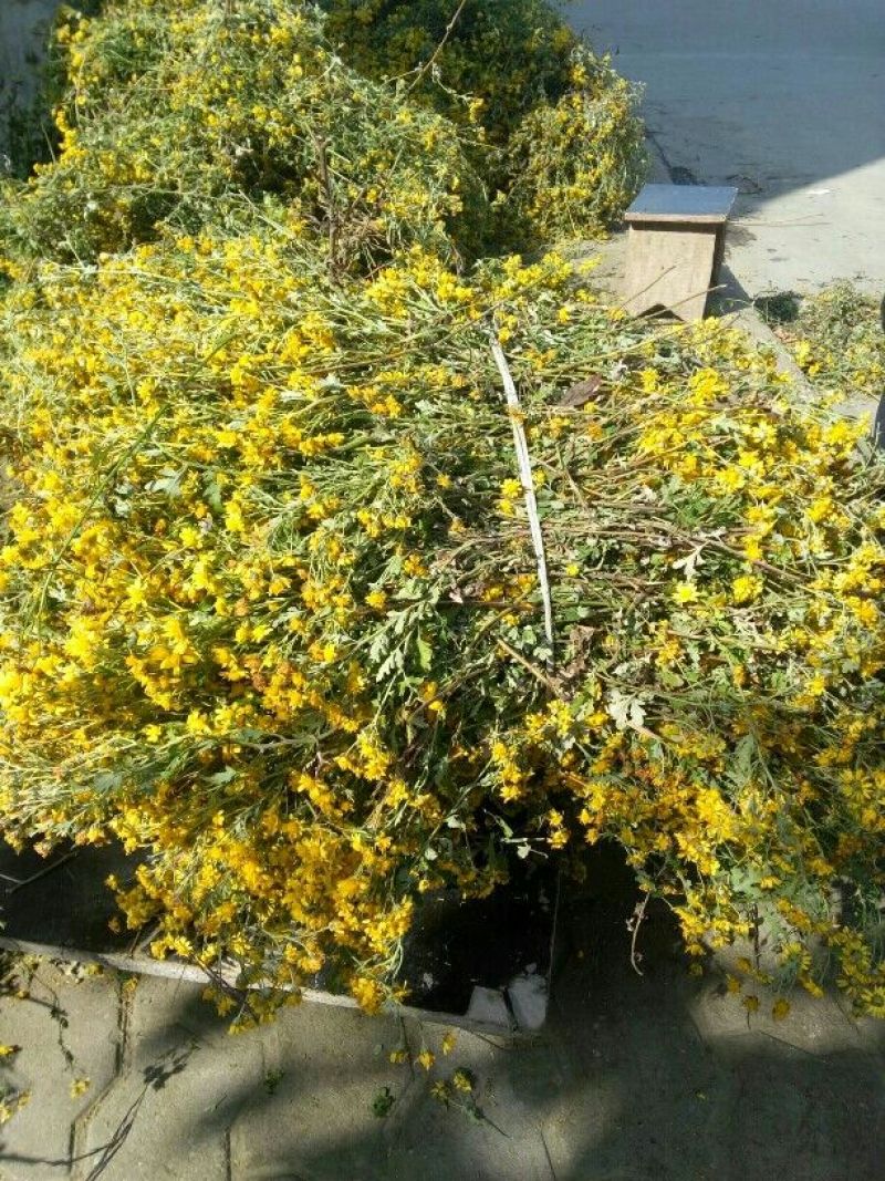 野菊花散装