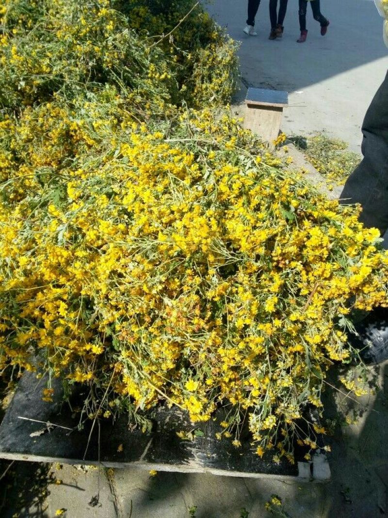 野菊花散装
