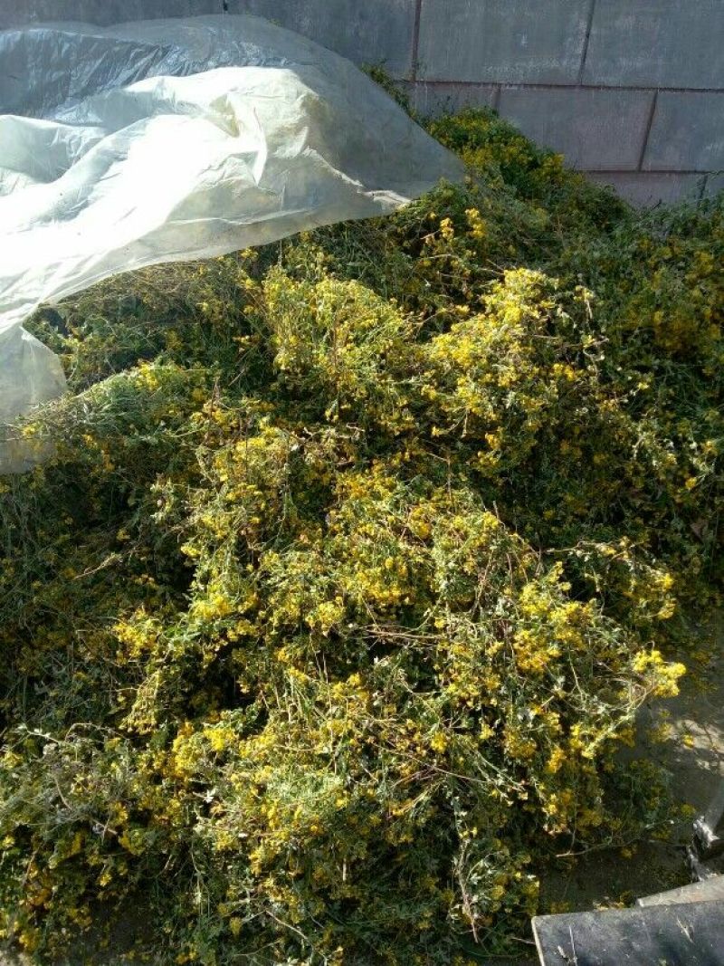 野菊花散装