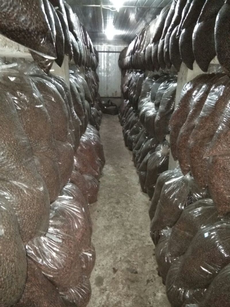 豆豉