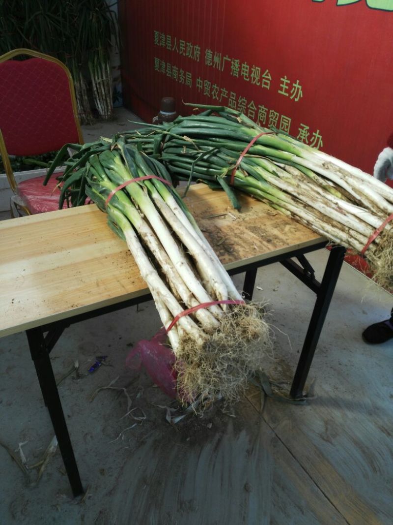 大葱种子长白，抗倒伏大葱种子