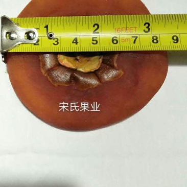 柿饼1~2两