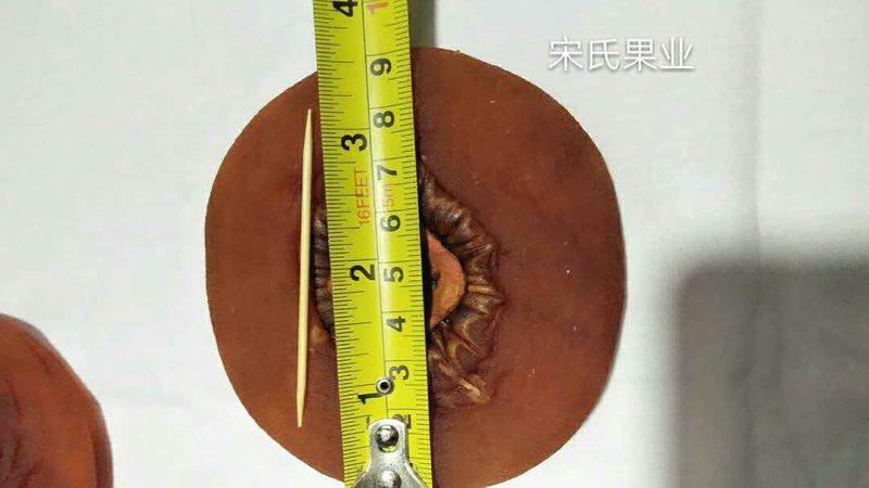 柿饼1~2两