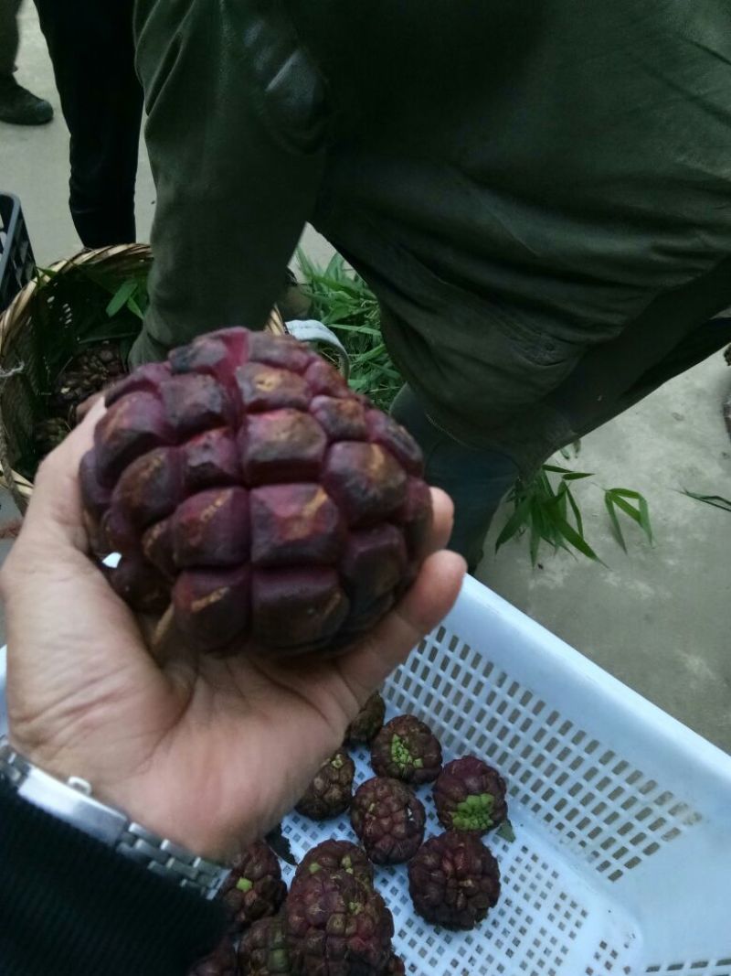 布福娜300~600g