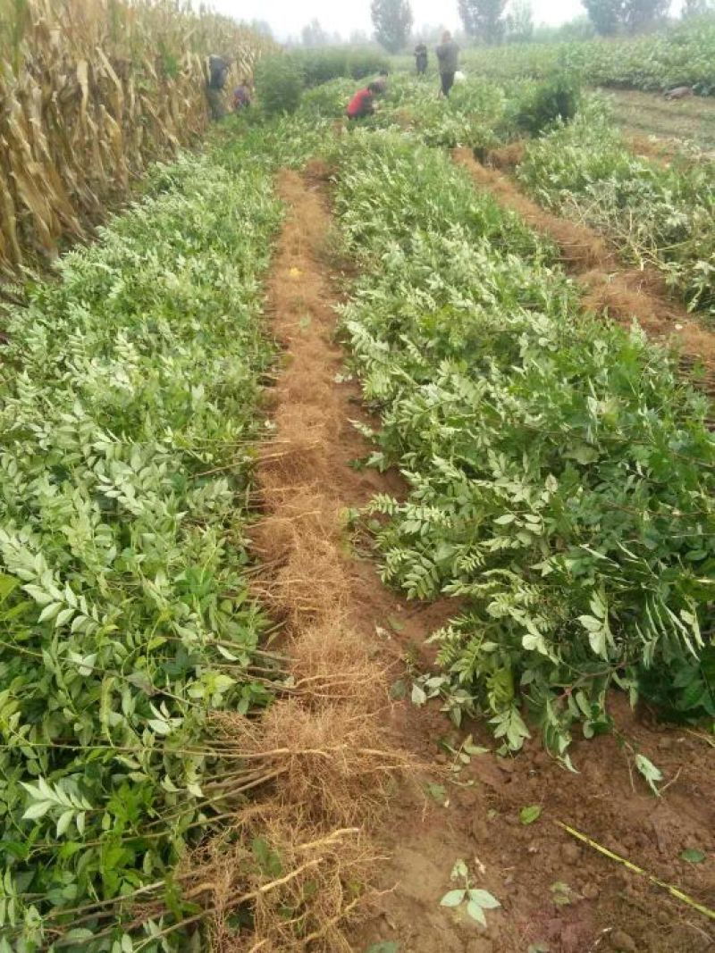 大量供应1--2年生花椒苗