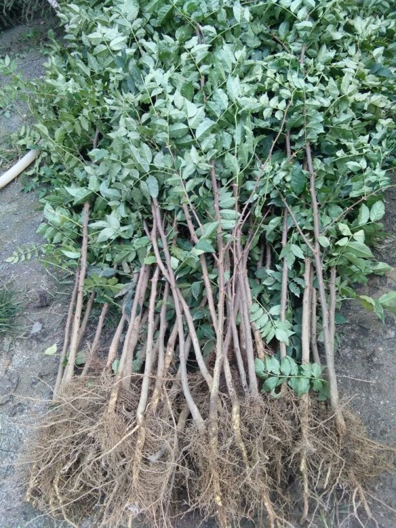 大量供应1--2年生花椒苗