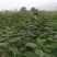 大量供应1--2年生花椒苗