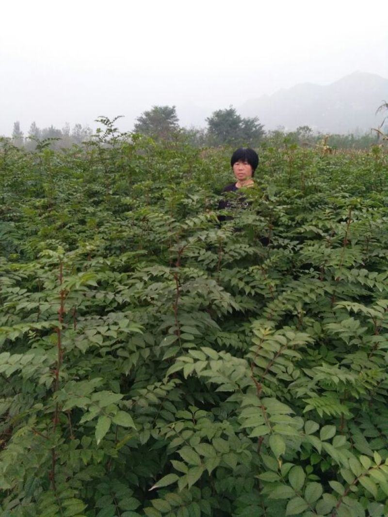 大量供应1--2年生花椒苗