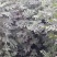 大量供应1--2年生花椒苗