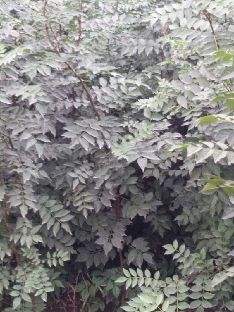 大量供应1--2年生花椒苗
