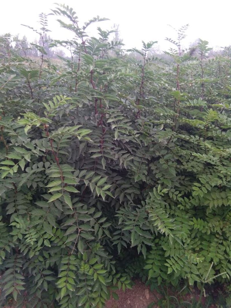 大量供应1--2年生花椒苗