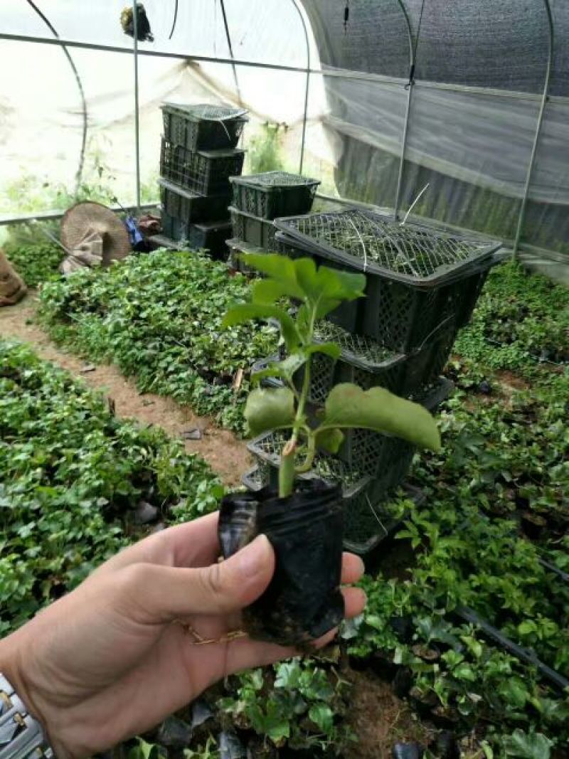 黄金百香果苗10~20cm