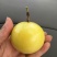 黄金百香果苗10~20cm