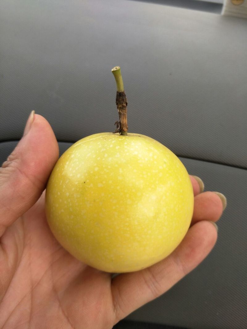 黄金百香果苗10~20cm