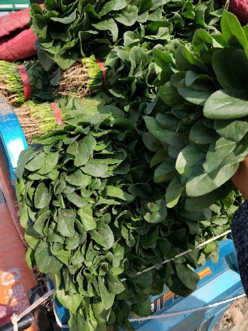 河南精品大叶菠菜/对接电商超市/市场/提供包装/量大从优