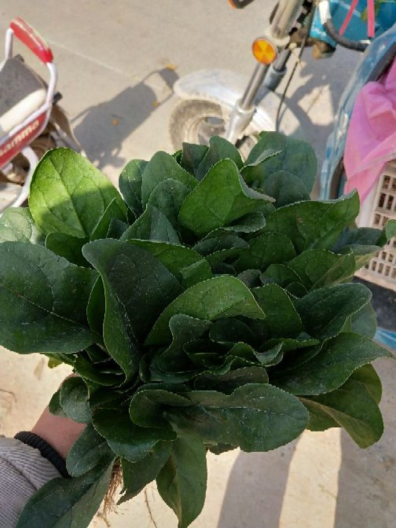 河南精品大叶菠菜/对接电商超市/市场/提供包装/量大从优