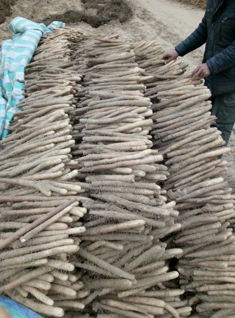山药直径2.5厘米长40厘米全部自己家种的，自产自销，