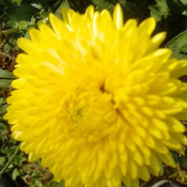 菊花茶一级