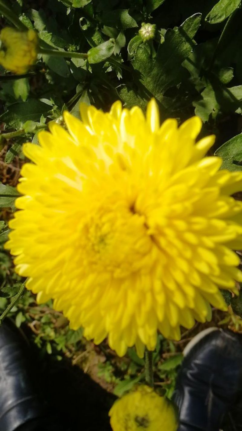 菊花茶一级