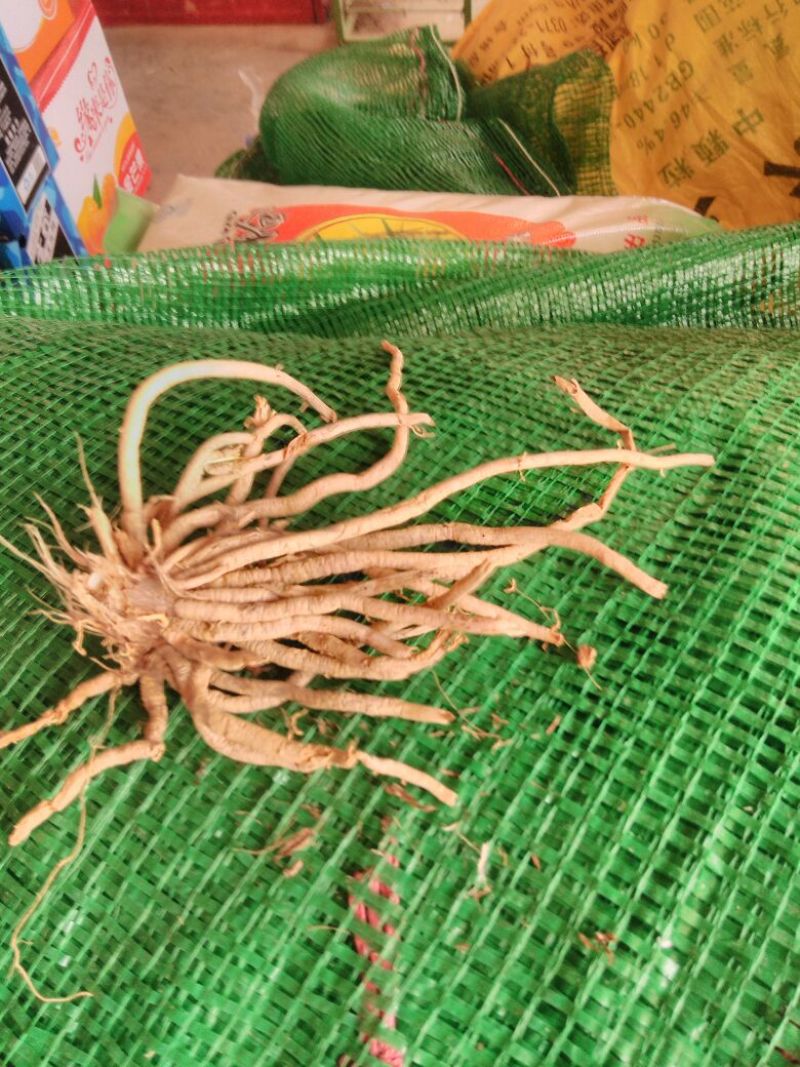 湖南黄花菜种苗，有早中期黄花菜猛子花种苗