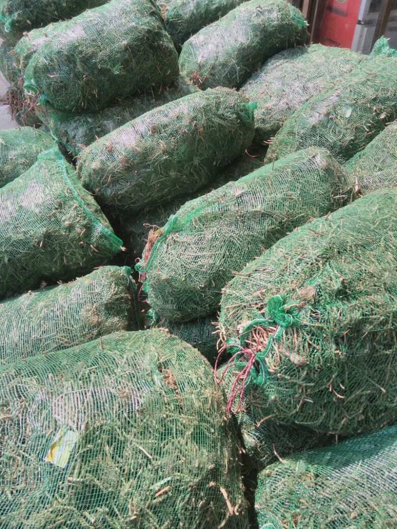 湖南黄花菜种苗，有早中期黄花菜猛子花种苗