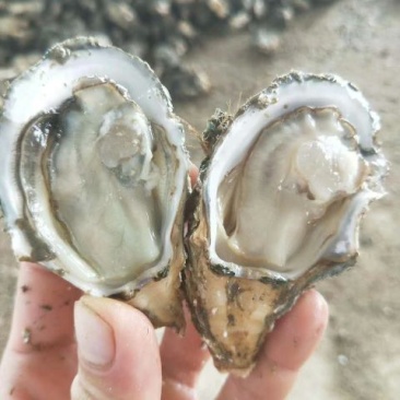 北海生蚝批发市场价格产地供应