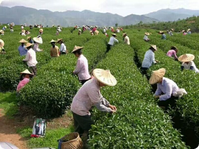 浓香铁观音耐泡纯手工250/盒✘2=500克小袋装包邮