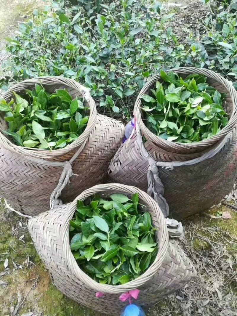 浓香铁观音耐泡纯手工250/盒✘2=500克小袋装包邮