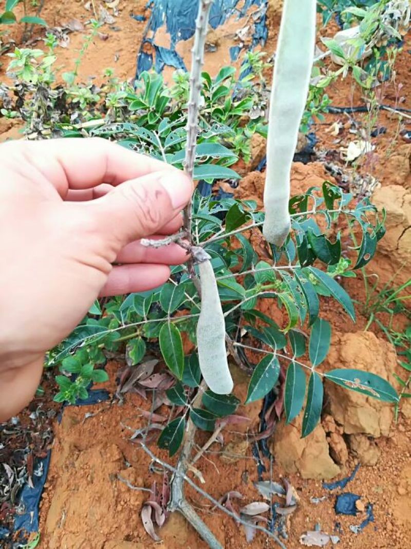 牛大力种苗15~30cm