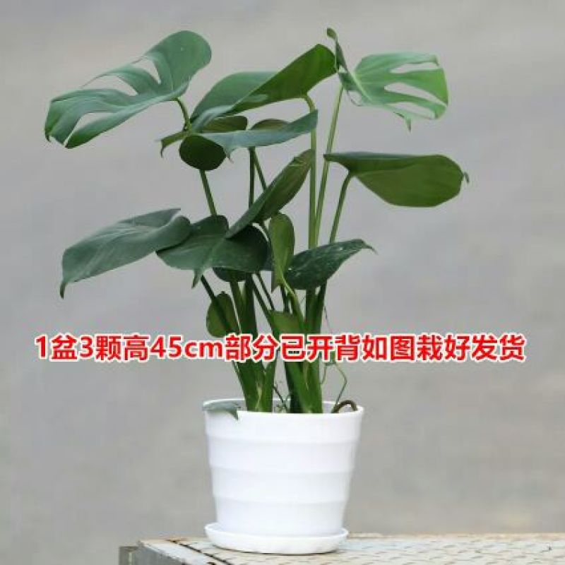 龟背竹