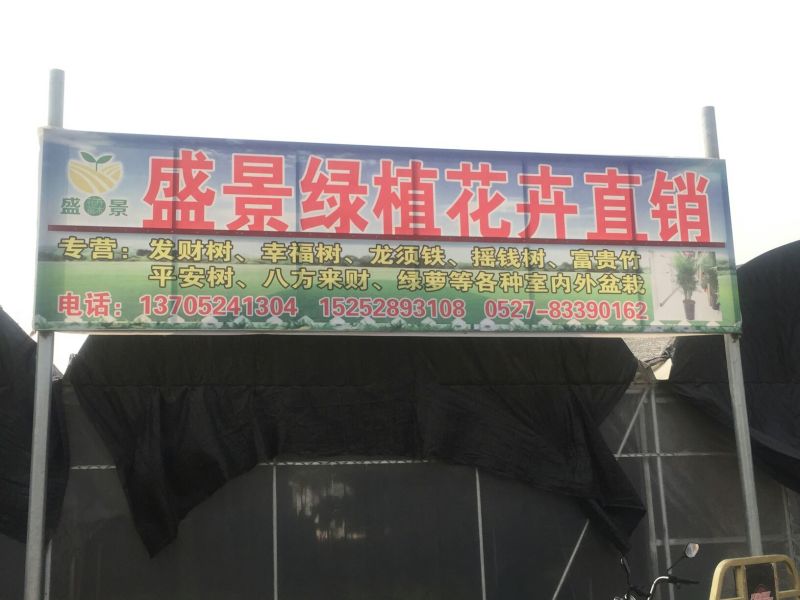 龟背竹