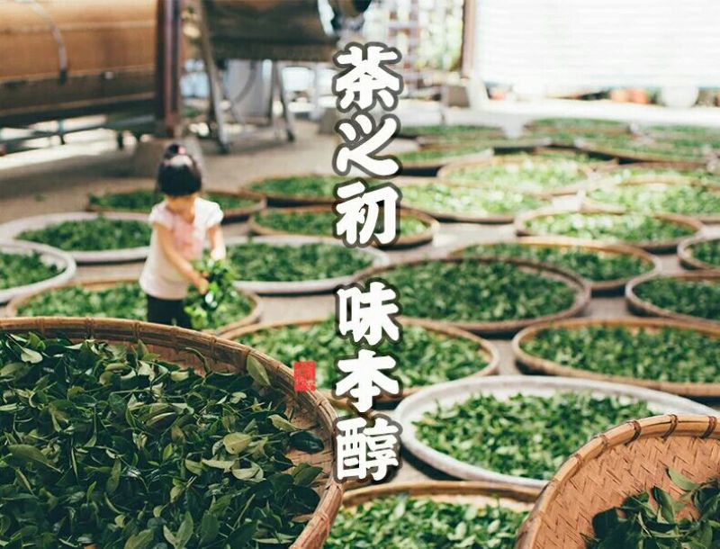清香味观音韵十足250g/盒2盒500g包邮