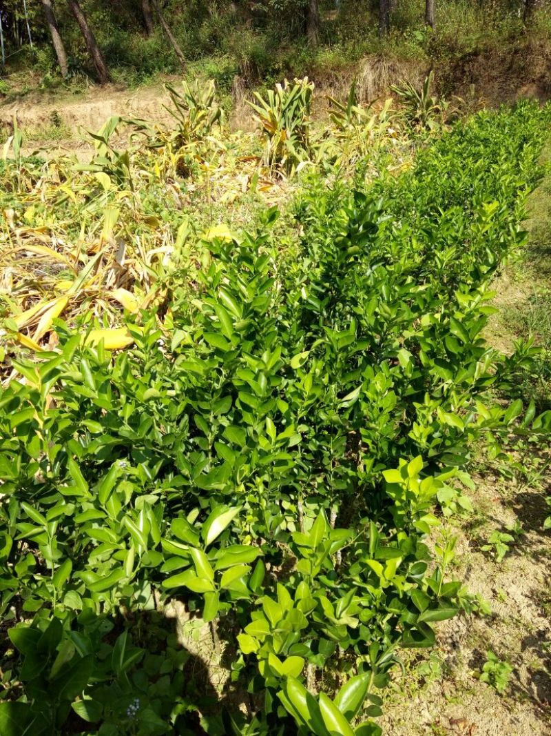 脐橙树苗30~50cm