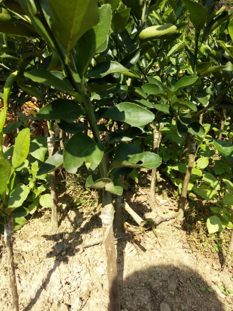 脐橙树苗30~50cm