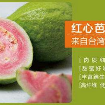 西瓜番石榴苗一棵起发货