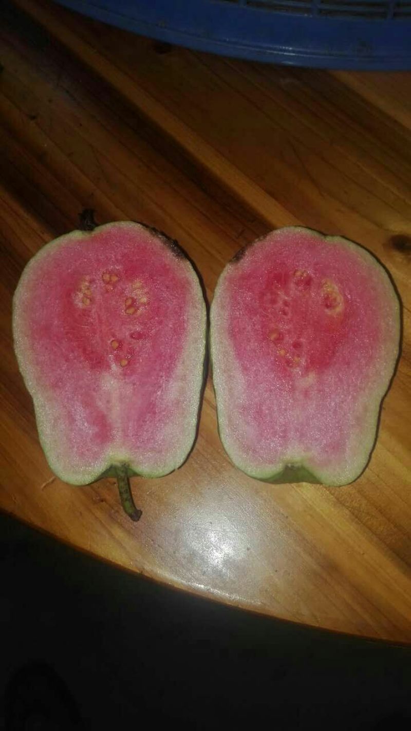 西瓜番石榴苗一棵起发货