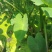 荔浦芋头江永香芋芋子2厘米以上