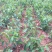 辽核1号核桃苗100~150cm二年苗