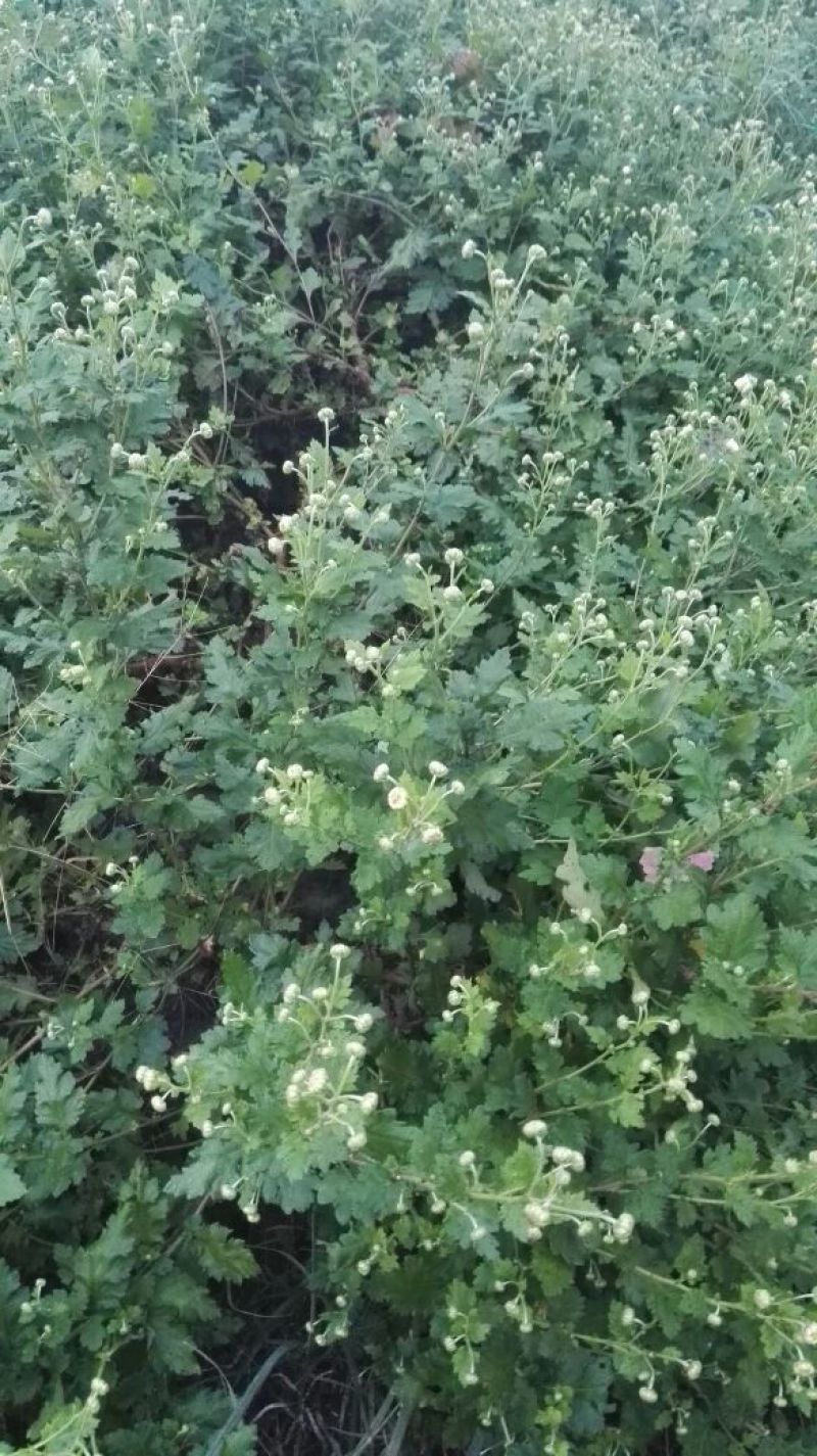 胎菊王散装