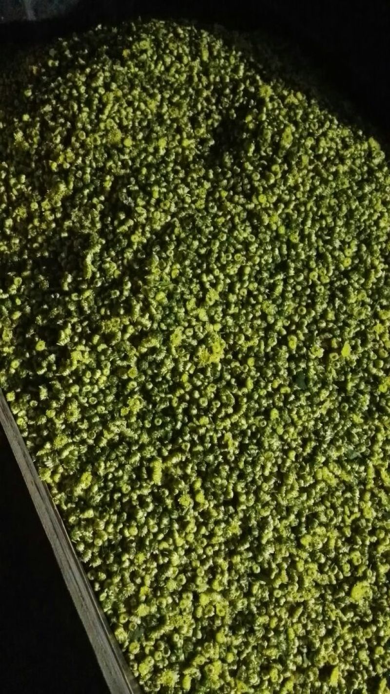 胎菊王散装