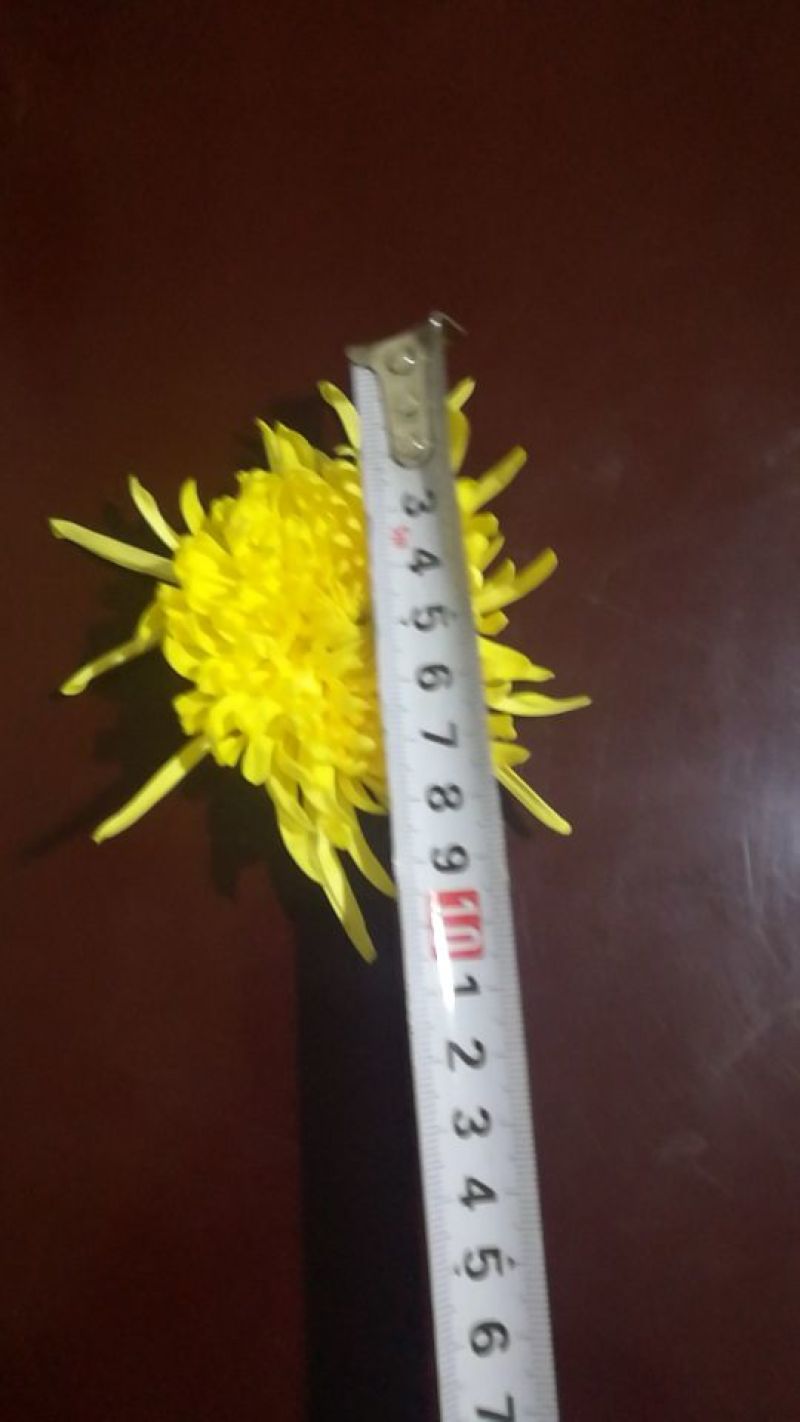 药用菊花散装
